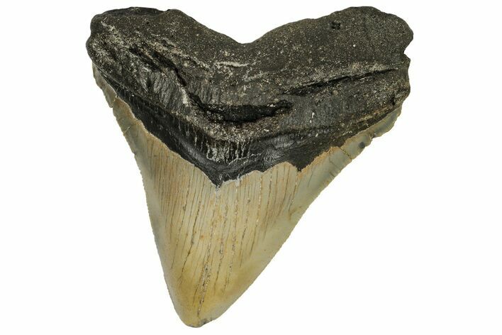 Serrated, Fossil Megalodon Tooth - North Carolina #190646